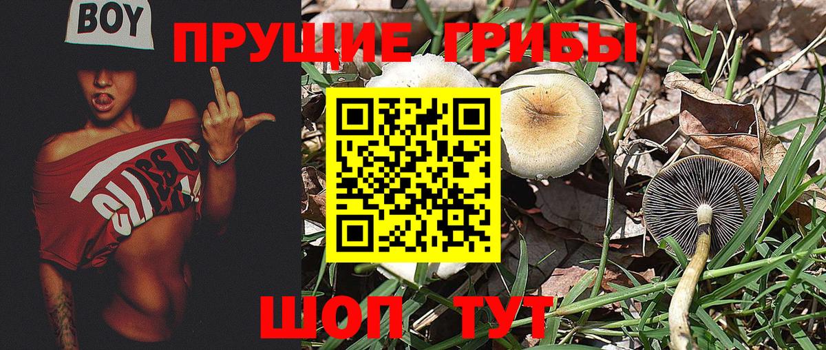 Алексин  Псилоцибиновые грибы Psilocybe  Вход с VPN 